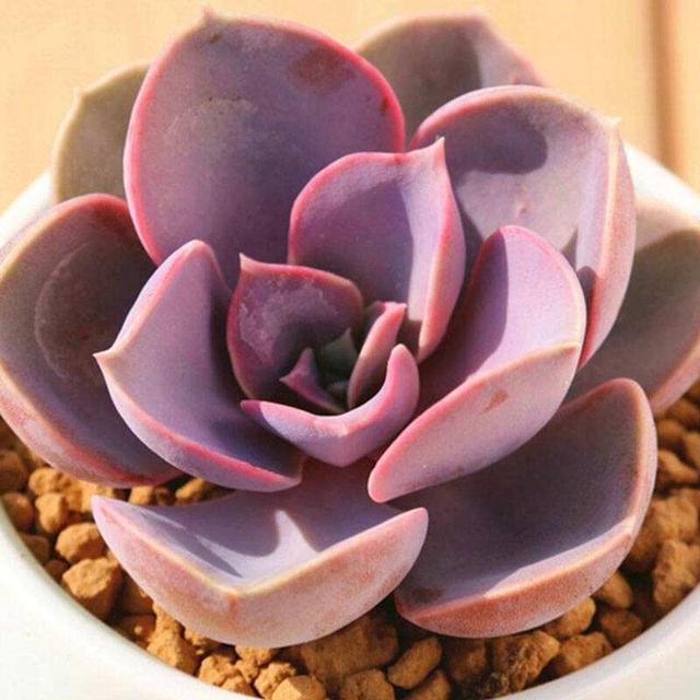 真正蚕丝被的价格,蚕丝被鉴别翡翠知识-第28张图片-翡翠网 真正蚕丝被的价格,蚕丝被鉴别翡翠知识-第28张图片-翡翠网