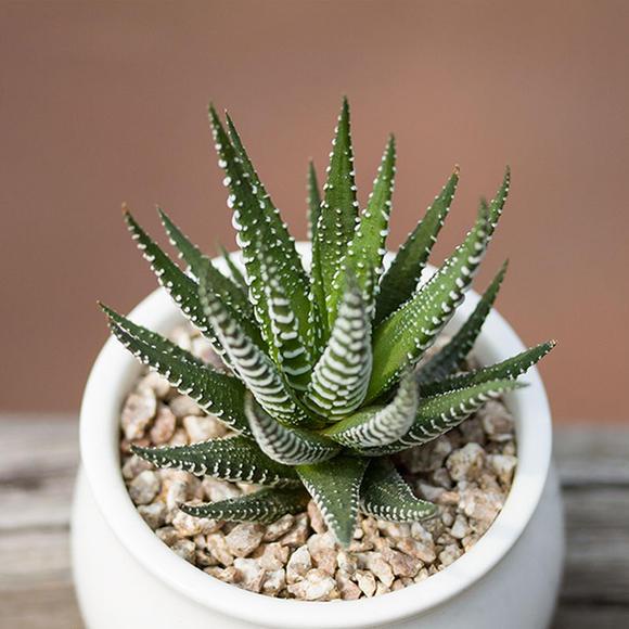 真正蚕丝被的价格,蚕丝被鉴别翡翠知识-第29张图片-翡翠网 真正蚕丝被的价格,蚕丝被鉴别翡翠知识-第29张图片-翡翠网