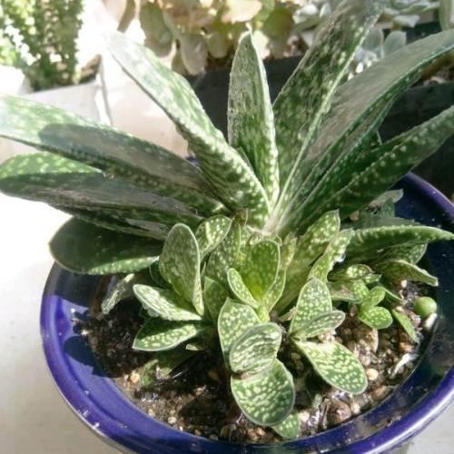 真正蚕丝被的价格,蚕丝被鉴别翡翠知识-第30张图片-翡翠网 真正蚕丝被的价格,蚕丝被鉴别翡翠知识-第30张图片-翡翠网