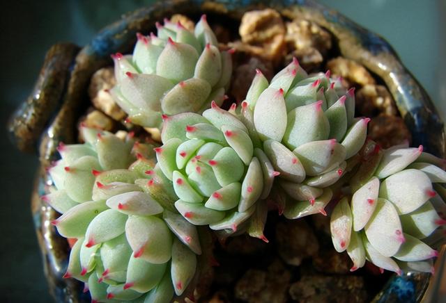 真正蚕丝被的价格,蚕丝被鉴别翡翠知识-第31张图片-翡翠网 真正蚕丝被的价格,蚕丝被鉴别翡翠知识-第31张图片-翡翠网