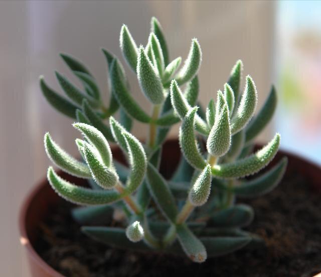 真正蚕丝被的价格,蚕丝被鉴别翡翠知识-第32张图片-翡翠网 真正蚕丝被的价格,蚕丝被鉴别翡翠知识-第32张图片-翡翠网