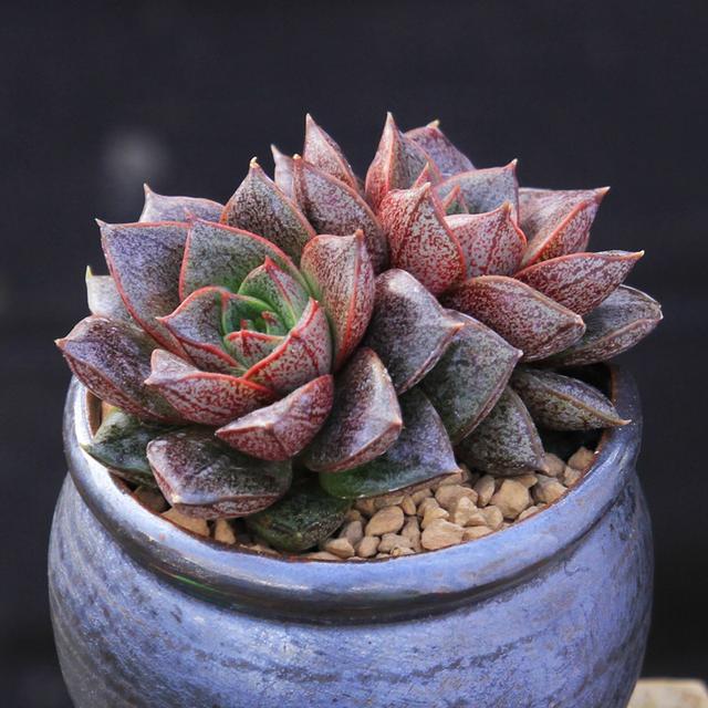 真正蚕丝被的价格,蚕丝被鉴别翡翠知识-第34张图片-翡翠网 真正蚕丝被的价格,蚕丝被鉴别翡翠知识-第34张图片-翡翠网