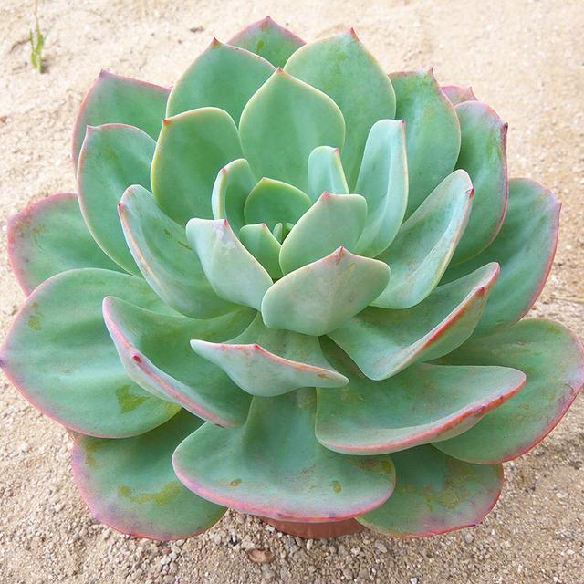 真正蚕丝被的价格,蚕丝被鉴别翡翠知识-第35张图片-翡翠网 真正蚕丝被的价格,蚕丝被鉴别翡翠知识-第35张图片-翡翠网