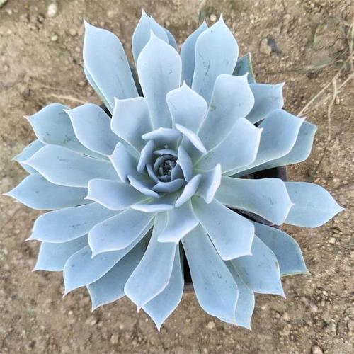 真正蚕丝被的价格,蚕丝被鉴别翡翠知识-第36张图片-翡翠网 真正蚕丝被的价格,蚕丝被鉴别翡翠知识-第36张图片-翡翠网