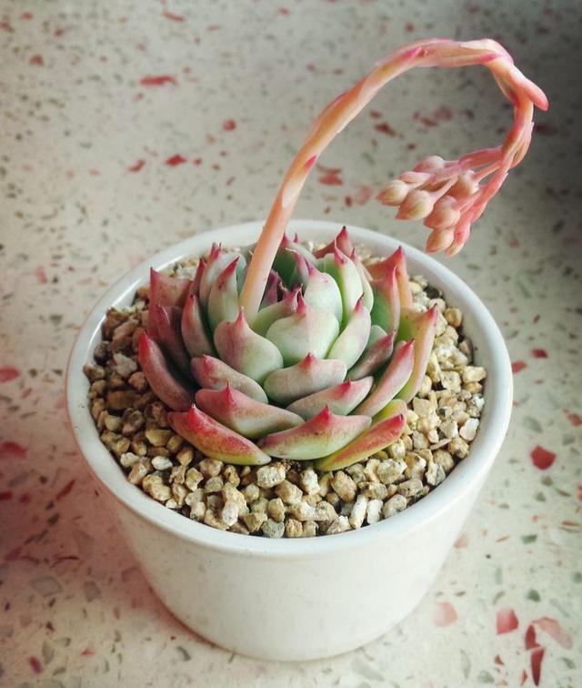 真正蚕丝被的价格,蚕丝被鉴别翡翠知识-第37张图片-翡翠网 真正蚕丝被的价格,蚕丝被鉴别翡翠知识-第37张图片-翡翠网