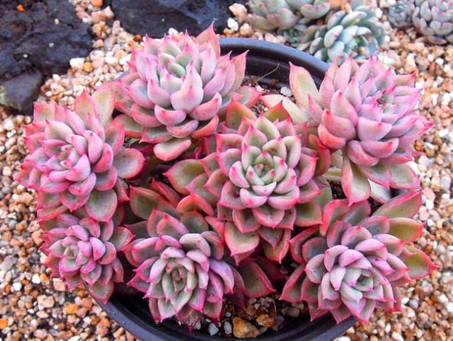 真正蚕丝被的价格,蚕丝被鉴别翡翠知识-第38张图片-翡翠网 真正蚕丝被的价格,蚕丝被鉴别翡翠知识-第38张图片-翡翠网