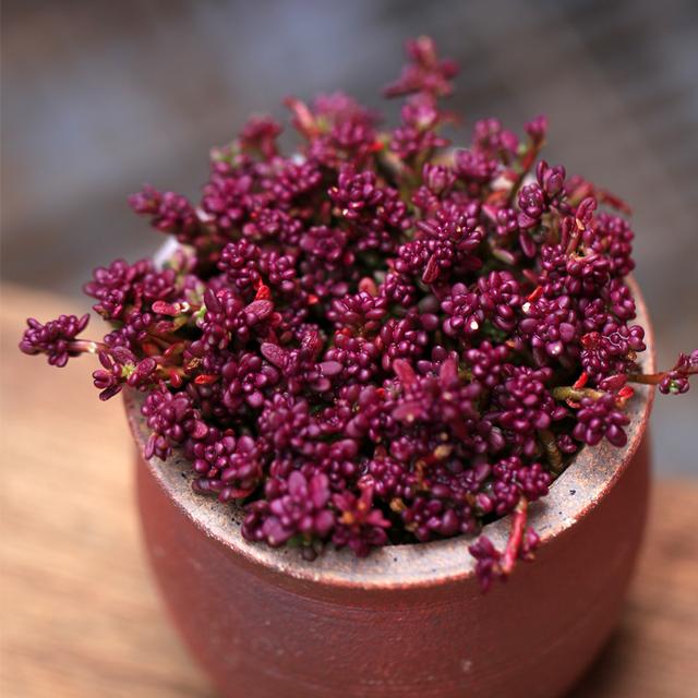 真正蚕丝被的价格,蚕丝被鉴别翡翠知识-第40张图片-翡翠网 真正蚕丝被的价格,蚕丝被鉴别翡翠知识-第40张图片-翡翠网