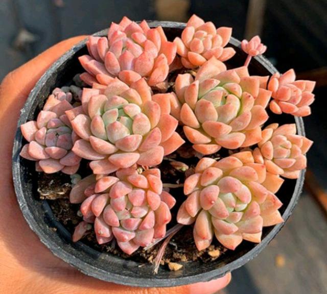 真正蚕丝被的价格,蚕丝被鉴别翡翠知识-第41张图片-翡翠网 真正蚕丝被的价格,蚕丝被鉴别翡翠知识-第41张图片-翡翠网