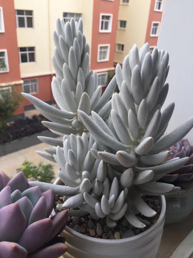 真正蚕丝被的价格,蚕丝被鉴别翡翠知识-第42张图片-翡翠网 真正蚕丝被的价格,蚕丝被鉴别翡翠知识-第42张图片-翡翠网