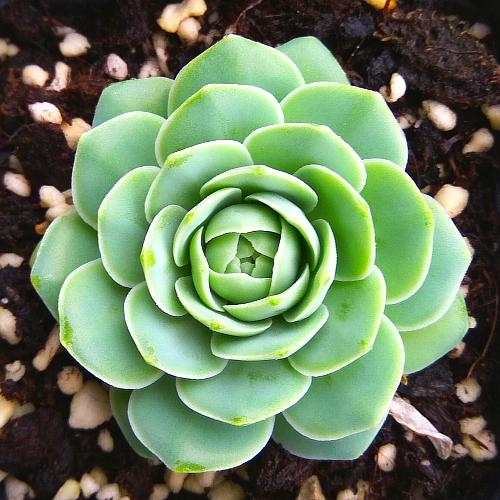 真正蚕丝被的价格,蚕丝被鉴别翡翠知识-第44张图片-翡翠网 真正蚕丝被的价格,蚕丝被鉴别翡翠知识-第44张图片-翡翠网