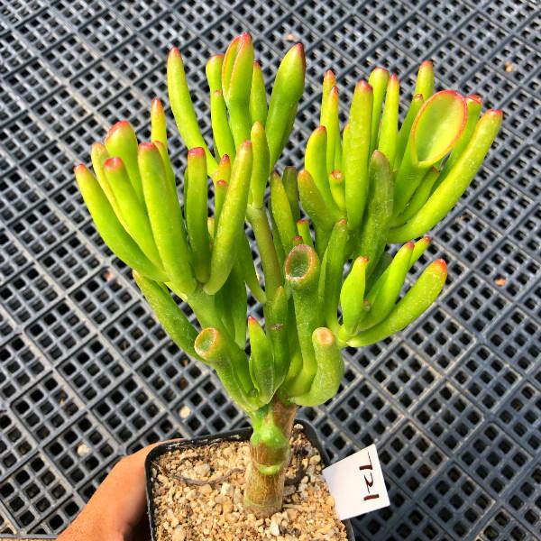 真正蚕丝被的价格,蚕丝被鉴别翡翠知识-第45张图片-翡翠网 真正蚕丝被的价格,蚕丝被鉴别翡翠知识-第45张图片-翡翠网