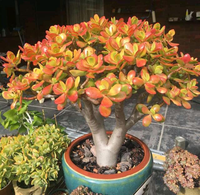 真正蚕丝被的价格,蚕丝被鉴别翡翠知识-第46张图片-翡翠网 真正蚕丝被的价格,蚕丝被鉴别翡翠知识-第46张图片-翡翠网