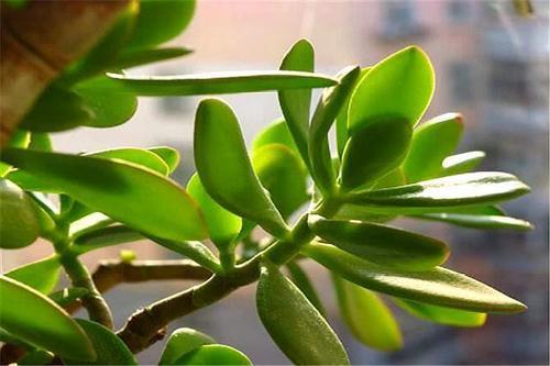 真正蚕丝被的价格,蚕丝被鉴别翡翠知识-第47张图片-翡翠网 真正蚕丝被的价格,蚕丝被鉴别翡翠知识-第47张图片-翡翠网