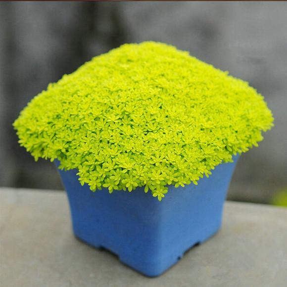 真正蚕丝被的价格,蚕丝被鉴别翡翠知识-第48张图片-翡翠网 真正蚕丝被的价格,蚕丝被鉴别翡翠知识-第48张图片-翡翠网