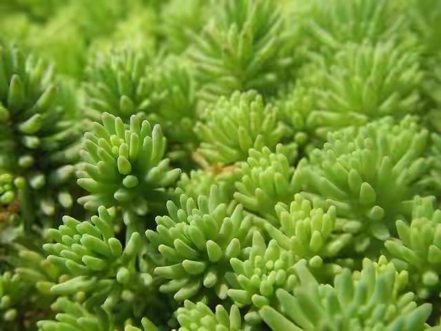 真正蚕丝被的价格,蚕丝被鉴别翡翠知识-第49张图片-翡翠网 真正蚕丝被的价格,蚕丝被鉴别翡翠知识-第49张图片-翡翠网