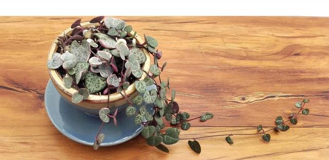 真正蚕丝被的价格,蚕丝被鉴别翡翠知识-第50张图片-翡翠网 真正蚕丝被的价格,蚕丝被鉴别翡翠知识-第50张图片-翡翠网