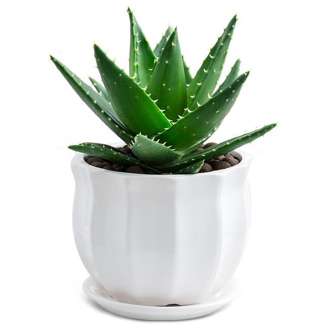 真正蚕丝被的价格,蚕丝被鉴别翡翠知识-第52张图片-翡翠网 真正蚕丝被的价格,蚕丝被鉴别翡翠知识-第52张图片-翡翠网