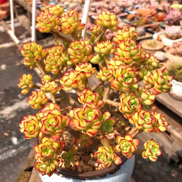 真正蚕丝被的价格,蚕丝被鉴别翡翠知识-第53张图片-翡翠网 真正蚕丝被的价格,蚕丝被鉴别翡翠知识-第53张图片-翡翠网