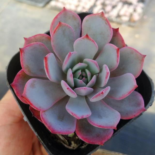 真正蚕丝被的价格,蚕丝被鉴别翡翠知识-第54张图片-翡翠网 真正蚕丝被的价格,蚕丝被鉴别翡翠知识-第54张图片-翡翠网