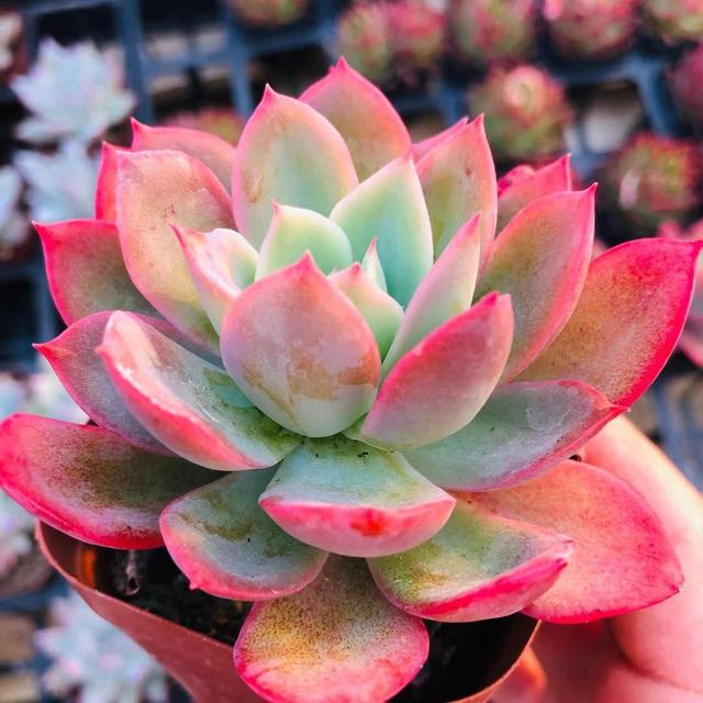 真正蚕丝被的价格,蚕丝被鉴别翡翠知识-第56张图片-翡翠网 真正蚕丝被的价格,蚕丝被鉴别翡翠知识-第56张图片-翡翠网