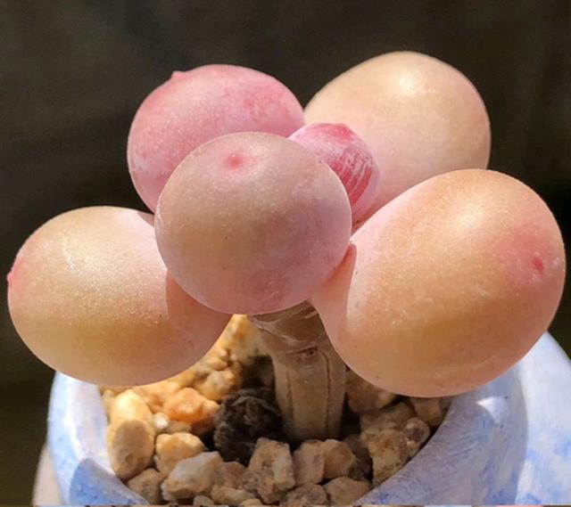 真正蚕丝被的价格,蚕丝被鉴别翡翠知识-第58张图片-翡翠网 真正蚕丝被的价格,蚕丝被鉴别翡翠知识-第58张图片-翡翠网