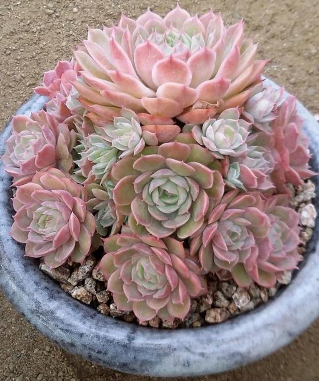 真正蚕丝被的价格,蚕丝被鉴别翡翠知识-第60张图片-翡翠网 真正蚕丝被的价格,蚕丝被鉴别翡翠知识-第60张图片-翡翠网