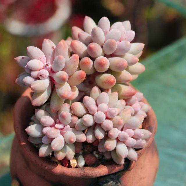 真正蚕丝被的价格,蚕丝被鉴别翡翠知识-第61张图片-翡翠网 真正蚕丝被的价格,蚕丝被鉴别翡翠知识-第61张图片-翡翠网