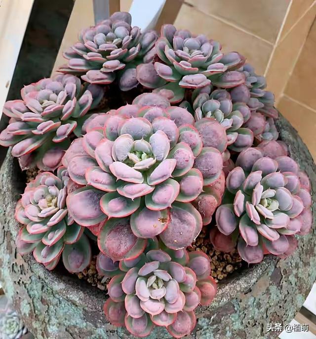 真正蚕丝被的价格,蚕丝被鉴别翡翠知识-第62张图片-翡翠网 真正蚕丝被的价格,蚕丝被鉴别翡翠知识-第62张图片-翡翠网