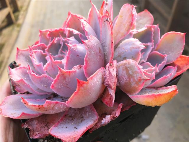 真正蚕丝被的价格,蚕丝被鉴别翡翠知识-第63张图片-翡翠网 真正蚕丝被的价格,蚕丝被鉴别翡翠知识-第63张图片-翡翠网