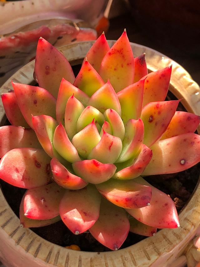 真正蚕丝被的价格,蚕丝被鉴别翡翠知识-第64张图片-翡翠网 真正蚕丝被的价格,蚕丝被鉴别翡翠知识-第64张图片-翡翠网