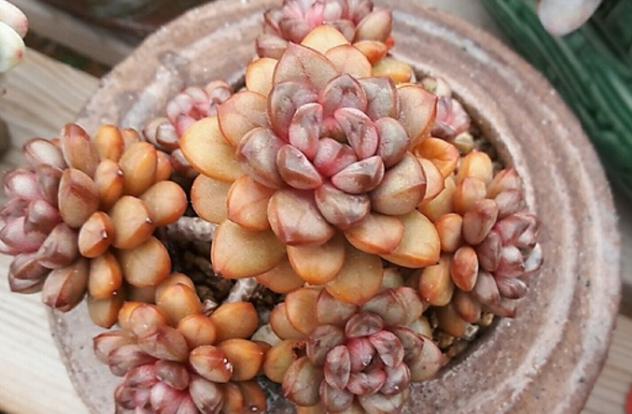 真正蚕丝被的价格,蚕丝被鉴别翡翠知识-第65张图片-翡翠网 真正蚕丝被的价格,蚕丝被鉴别翡翠知识-第65张图片-翡翠网