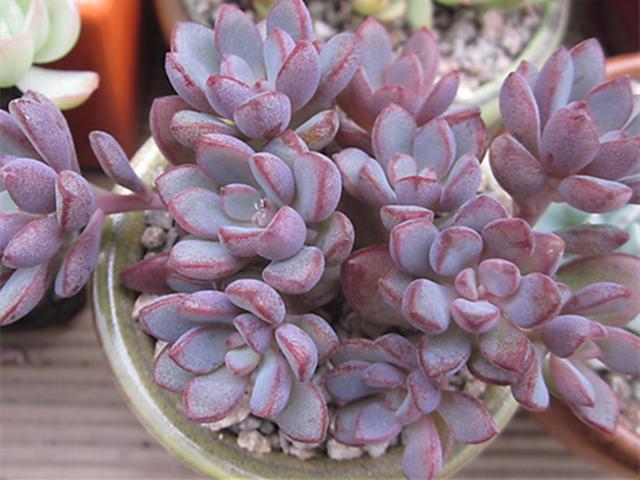 真正蚕丝被的价格,蚕丝被鉴别翡翠知识-第66张图片-翡翠网 真正蚕丝被的价格,蚕丝被鉴别翡翠知识-第66张图片-翡翠网