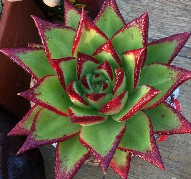 真正蚕丝被的价格,蚕丝被鉴别翡翠知识-第67张图片-翡翠网 真正蚕丝被的价格,蚕丝被鉴别翡翠知识-第67张图片-翡翠网