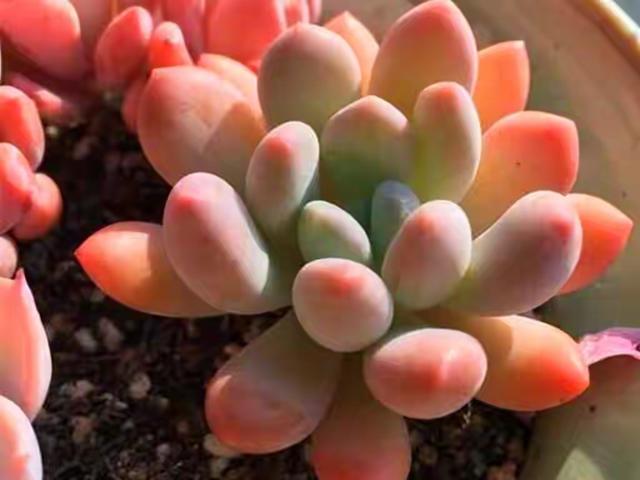 真正蚕丝被的价格,蚕丝被鉴别翡翠知识-第68张图片-翡翠网 真正蚕丝被的价格,蚕丝被鉴别翡翠知识-第68张图片-翡翠网