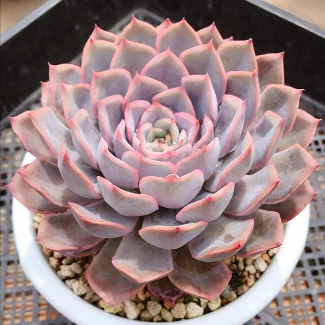 真正蚕丝被的价格,蚕丝被鉴别翡翠知识-第69张图片-翡翠网 真正蚕丝被的价格,蚕丝被鉴别翡翠知识-第69张图片-翡翠网