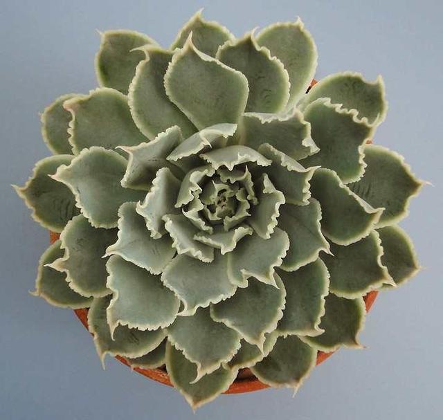 真正蚕丝被的价格,蚕丝被鉴别翡翠知识-第70张图片-翡翠网 真正蚕丝被的价格,蚕丝被鉴别翡翠知识-第70张图片-翡翠网