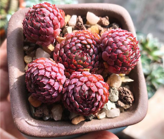 真正蚕丝被的价格,蚕丝被鉴别翡翠知识-第71张图片-翡翠网 真正蚕丝被的价格,蚕丝被鉴别翡翠知识-第71张图片-翡翠网