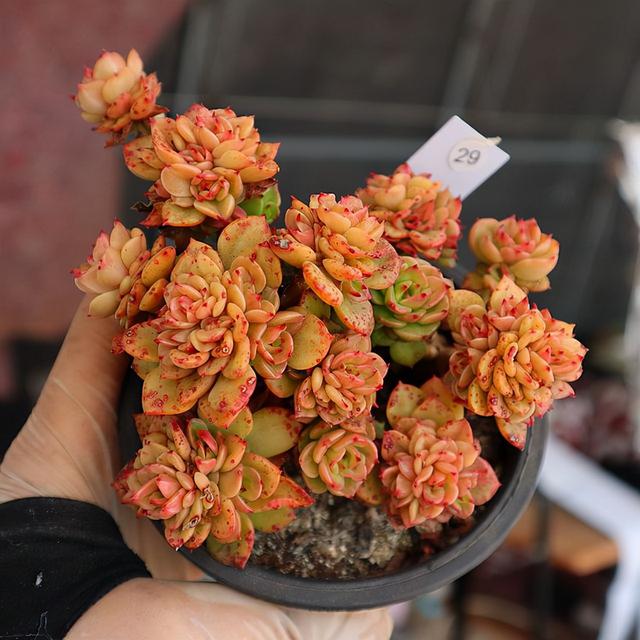 真正蚕丝被的价格,蚕丝被鉴别翡翠知识-第72张图片-翡翠网 真正蚕丝被的价格,蚕丝被鉴别翡翠知识-第72张图片-翡翠网