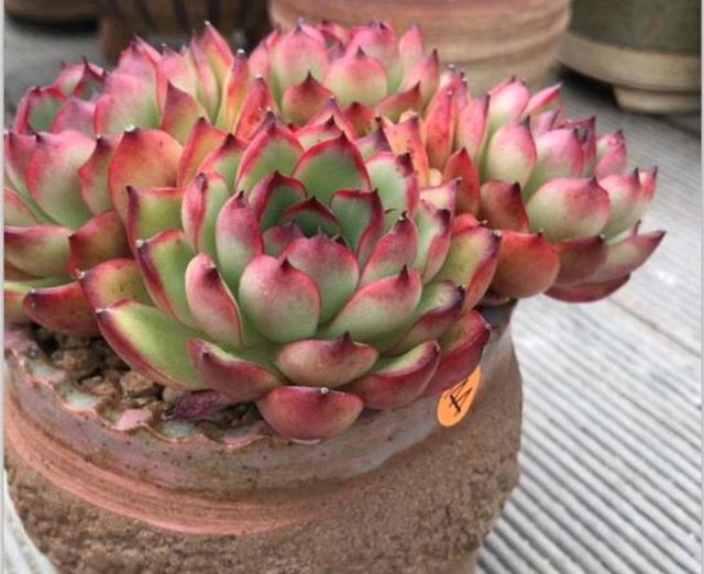 真正蚕丝被的价格,蚕丝被鉴别翡翠知识-第73张图片-翡翠网 真正蚕丝被的价格,蚕丝被鉴别翡翠知识-第73张图片-翡翠网