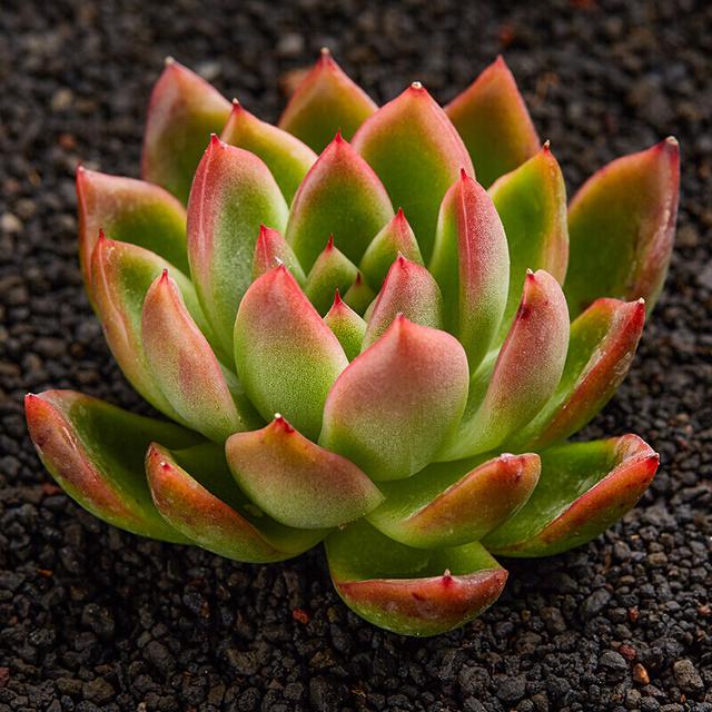 真正蚕丝被的价格,蚕丝被鉴别翡翠知识-第75张图片-翡翠网 真正蚕丝被的价格,蚕丝被鉴别翡翠知识-第75张图片-翡翠网