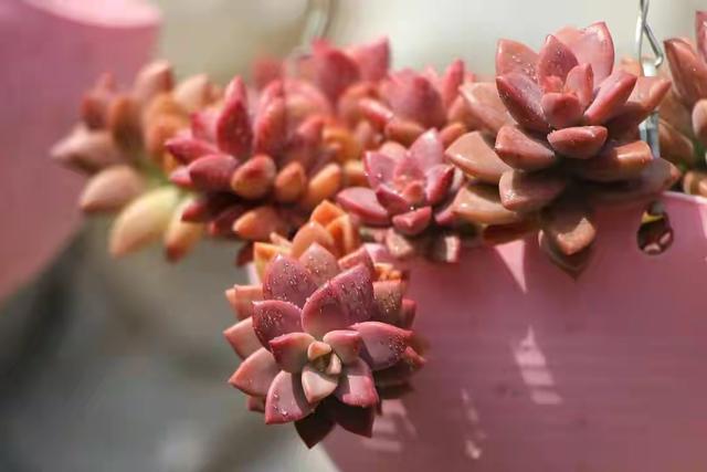 真正蚕丝被的价格,蚕丝被鉴别翡翠知识-第76张图片-翡翠网 真正蚕丝被的价格,蚕丝被鉴别翡翠知识-第76张图片-翡翠网