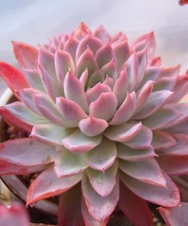 真正蚕丝被的价格,蚕丝被鉴别翡翠知识-第77张图片-翡翠网 真正蚕丝被的价格,蚕丝被鉴别翡翠知识-第77张图片-翡翠网