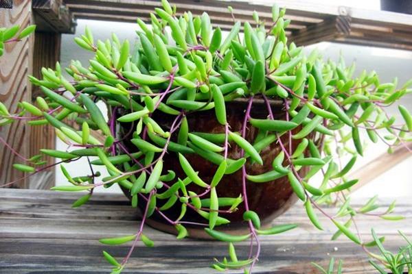 真正蚕丝被的价格,蚕丝被鉴别翡翠知识-第78张图片-翡翠网 真正蚕丝被的价格,蚕丝被鉴别翡翠知识-第78张图片-翡翠网