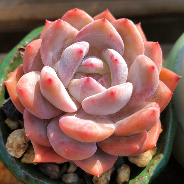 真正蚕丝被的价格,蚕丝被鉴别翡翠知识-第79张图片-翡翠网 真正蚕丝被的价格,蚕丝被鉴别翡翠知识-第79张图片-翡翠网