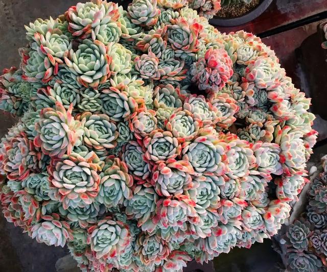 真正蚕丝被的价格,蚕丝被鉴别翡翠知识-第80张图片-翡翠网 真正蚕丝被的价格,蚕丝被鉴别翡翠知识-第80张图片-翡翠网