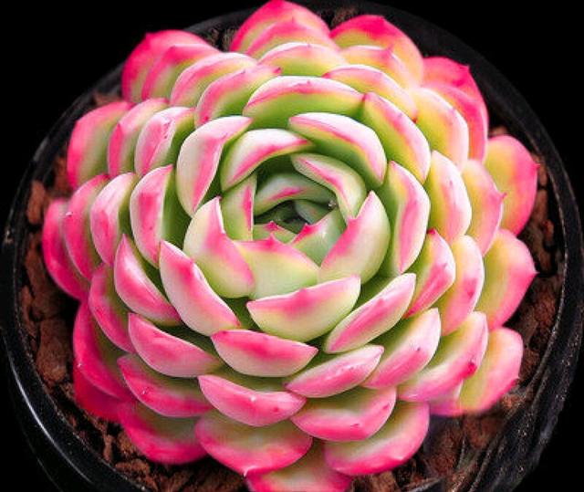 真正蚕丝被的价格,蚕丝被鉴别翡翠知识-第81张图片-翡翠网 真正蚕丝被的价格,蚕丝被鉴别翡翠知识-第81张图片-翡翠网