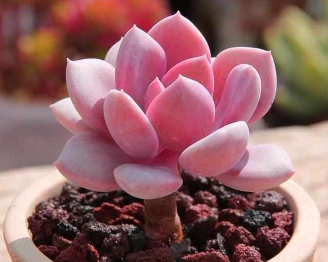 真正蚕丝被的价格,蚕丝被鉴别翡翠知识-第82张图片-翡翠网 真正蚕丝被的价格,蚕丝被鉴别翡翠知识-第82张图片-翡翠网