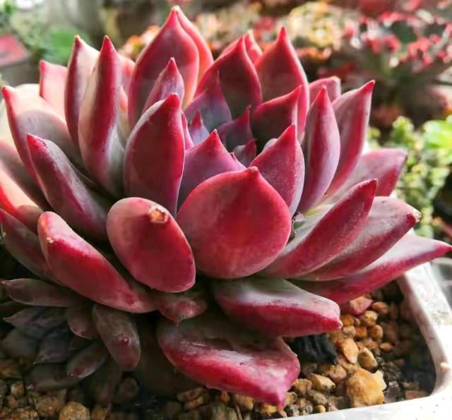 真正蚕丝被的价格,蚕丝被鉴别翡翠知识-第83张图片-翡翠网 真正蚕丝被的价格,蚕丝被鉴别翡翠知识-第83张图片-翡翠网