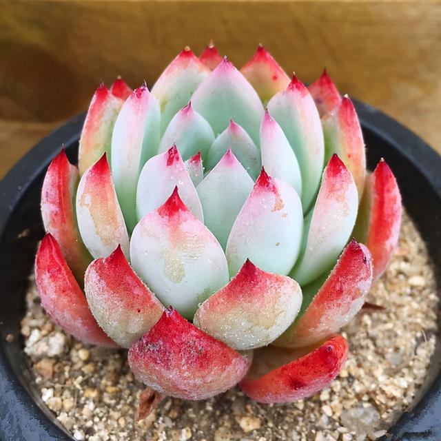 真正蚕丝被的价格,蚕丝被鉴别翡翠知识-第85张图片-翡翠网 真正蚕丝被的价格,蚕丝被鉴别翡翠知识-第85张图片-翡翠网