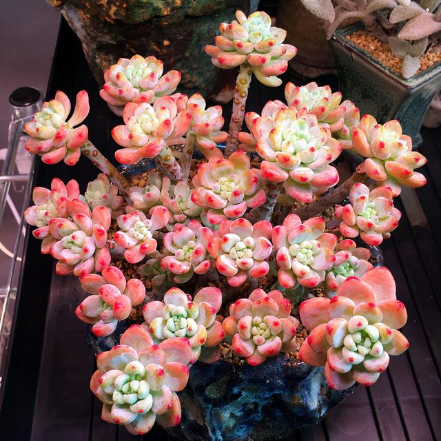 真正蚕丝被的价格,蚕丝被鉴别翡翠知识-第86张图片-翡翠网 真正蚕丝被的价格,蚕丝被鉴别翡翠知识-第86张图片-翡翠网